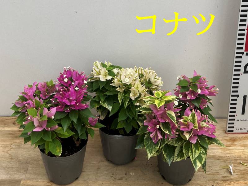 楽天市場】ブーゲンビリア ブルーハワイ (斑入り葉 ピンク花＆ホワイト花) 4号苗 : 千草園芸