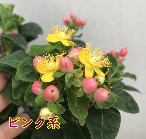 楽天市場 4色から選べる ヒペリカム ハイパールシリーズ 6号鉢植え J03 千草園芸