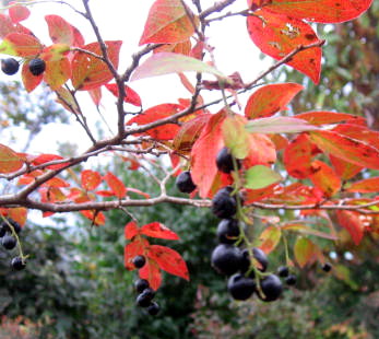 楽天市場】【現品発送】ナツハゼ 苗木 大株 株立ち 樹高2m N1031【落葉