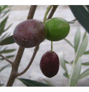 楽天市場 2品種植え オリーブの木 苗木 5号 選べる品種 千草園芸