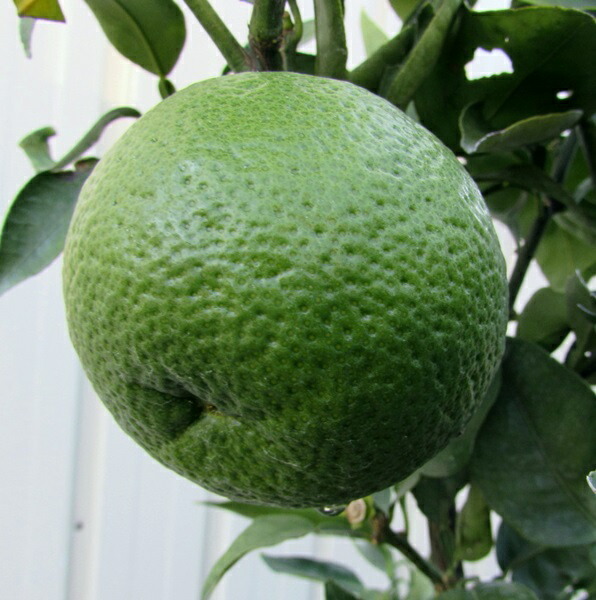 楽天市場 ジャバラ じゃばら 苗木 5号ポット H22 千草園芸