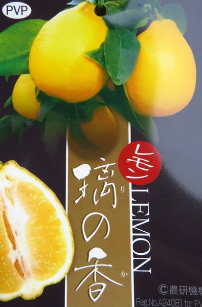 レモンの木（檸檬）　璃の香（リノカ）　苗木　6号ロングポット植え (h16)
