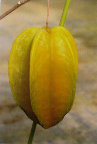 スターフルーツ 接木苗 開花中 五斂子（ごれんし）大実品種 スターフルーツ 接木苗 開花中 五斂子（ごれんし）大実品種 スター