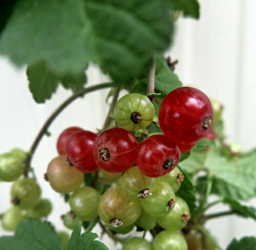 楽天市場】グーズベリー 4.5号 苗木（e12） : 千草園芸