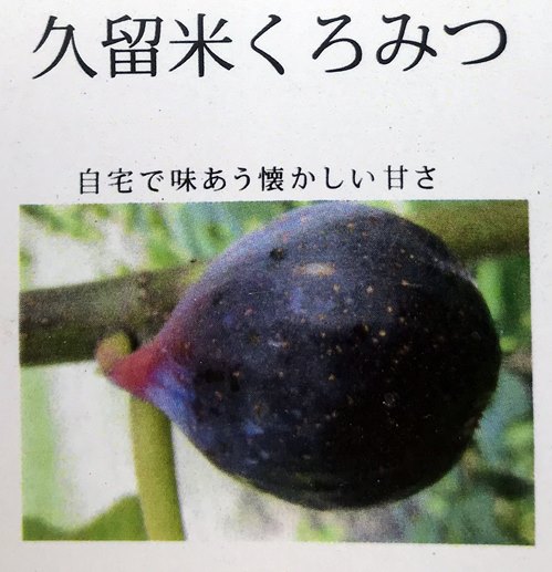 楽天市場】無花果（イチジク）アーチペル 苗木 5.5号（k02） : 千草園芸