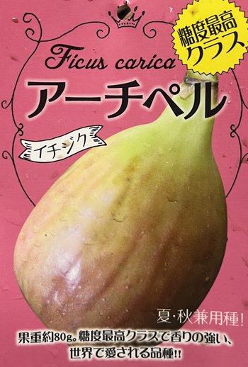 楽天市場】ジャンボ イチジク 5号ポット 苗木 : 千草園芸