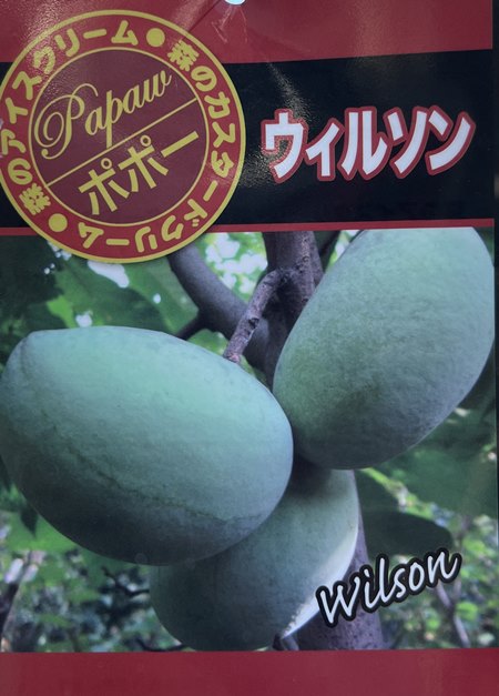 楽天市場】ポポー ワバッシュ(ウォンバッシュ) 接ぎ木苗 6号 ピーター