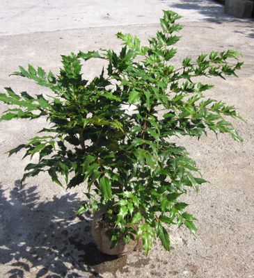 楽天市場 柊南天 ヒイラギナンテン 苗木 40cm W 千草園芸