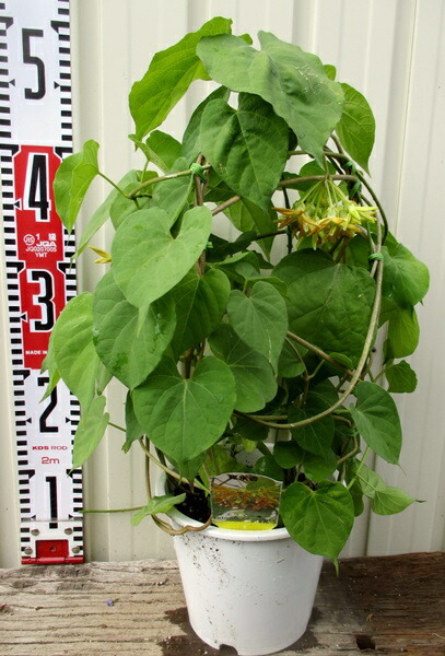 楽天市場 夜来香 イエライシャン 5号鉢植え 花ナシ 千草園芸