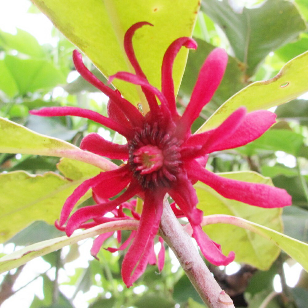 楽天市場 現品 イリシウム 赤花 1 4ｍ 千草園芸