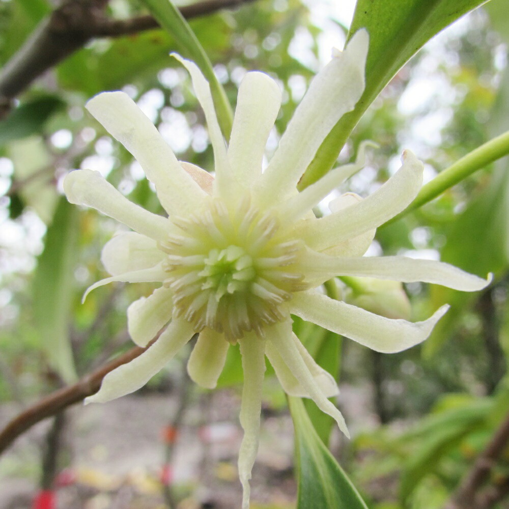 楽天市場 イリシウム 白花 1 0ｍ 千草園芸