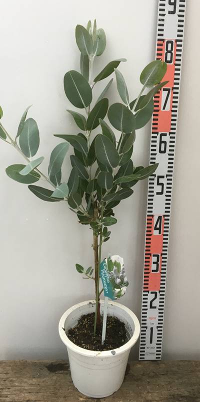 楽天市場 ユーカリ プレウロカルパ 6号苗 D5 千草園芸