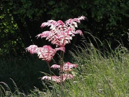【楽天市場】チャンチン フラミンゴ(香椿) 株立ち(2本立ち) 苗木 樹高1m:千草園芸