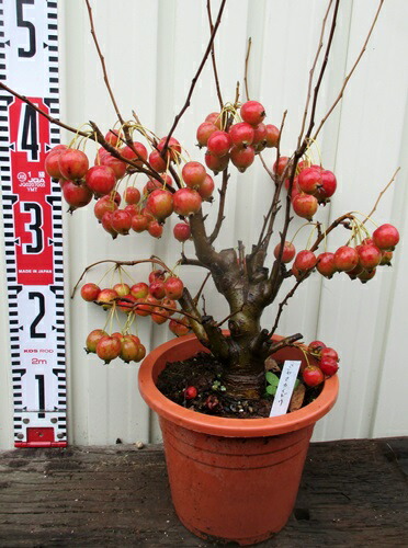 楽天市場 深山カイドウ ミヤマカイドウ 6号大苗 B 千草園芸