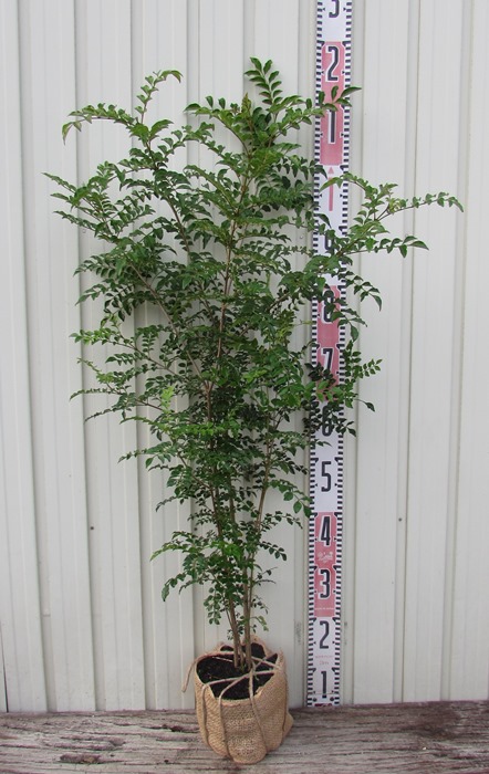 楽天市場】アオダモ 株立ち 苗木 6号【4本立ち以上】 : 千草園芸