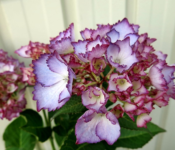 Chigusa 紫陽花 紫陽花 紫陽花 太陽4號苗 日本樂天市場