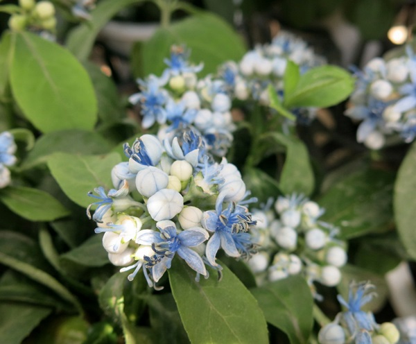 楽天市場 常緑アジサイ 常山紫陽花 碧のひとみ 5号鉢 千草園芸