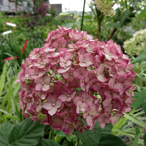 テマリ咲きでピンク色の花を咲かせる米国のアジサイアナベル 花 観葉植物 現品 路地管理苗 鉢花 アジサイ 紫陽花 あじさい ピンクのアナベル ピンカーベル 根巻き 超特大株 01 千草園芸