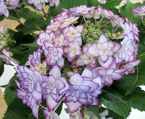 Hydrangea Roll Out Sun Valley