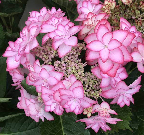 楽天市場 開花株 アジサイ ひな祭り ヒナマツリ ピンク ａ品 5号鉢苗 21年入荷株 千草園芸