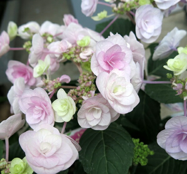 アジサイ 紫陽花 シェリー 6号セラアート鉢植え E05 安い購入 アジサイ 紫陽花 シェリー 6号セラアート鉢植え E05 安い購入