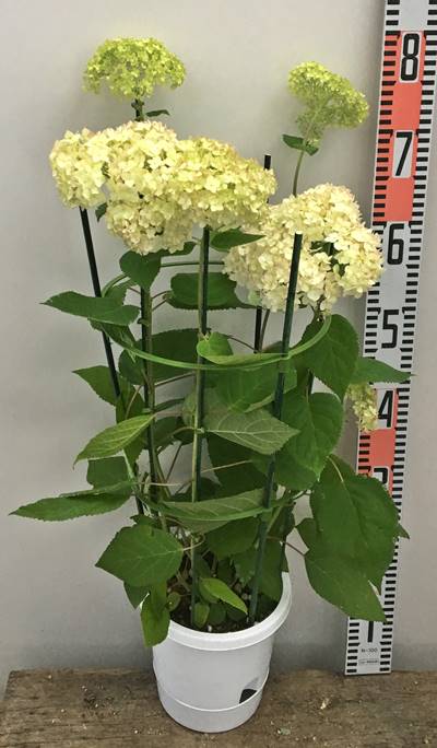 楽天市場 花咲き進み アジサイ 新品種アナベル ル マニフィーク ６号苗 19年入荷株 千草園芸