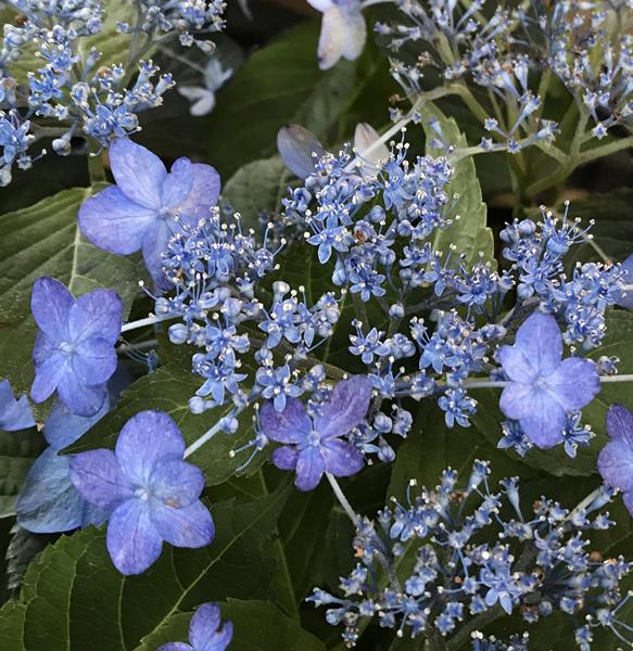 楽天市場 屋外管理苗 花終わり アジサイ 紫陽花 あじさい ブルーアース 6号苗 22年入荷株 千草園芸