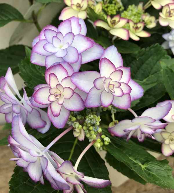 現品探険 我と成功株式 紫陽花 紫陽花 あじさい ひな祭り ヒナマツリ 6ナンバー苗 Digitalland Com Br