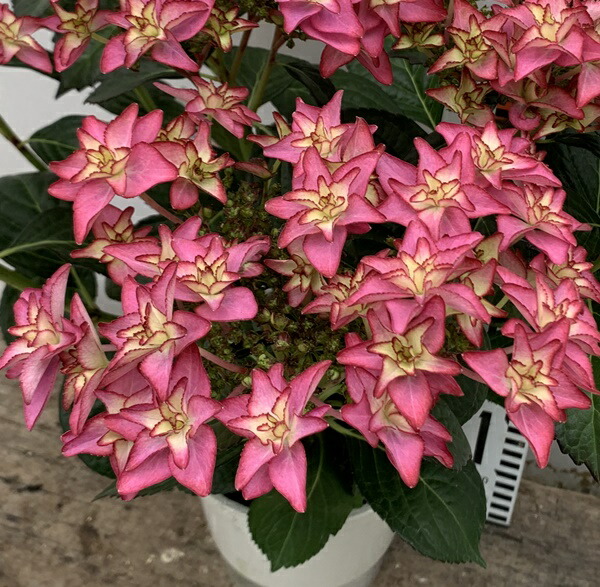 アジサイ：サマークラッシュ（ブルー・パープル）6号鉢植え の