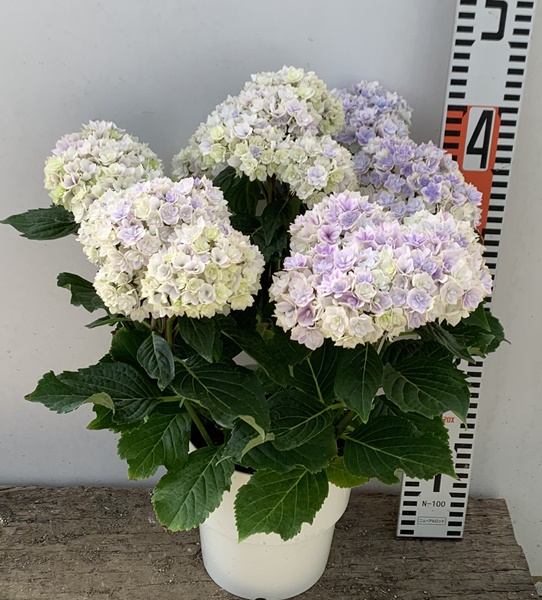 At Rivercrest Cottage Grow A Beautiful Hydrangea Plant Of Your Own