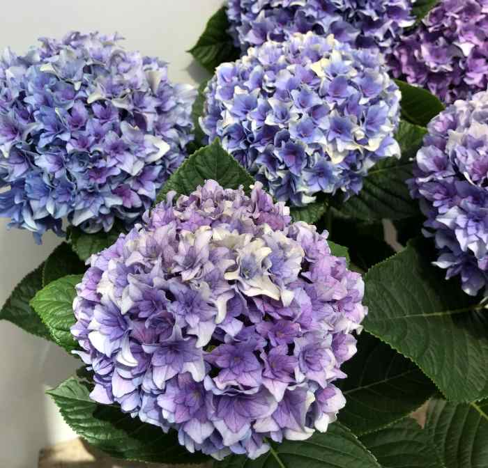 楽天市場 秋色アジサイ アジサイ 紫陽花 あじさい シャロン ブルー ブルー パープル 5号苗 21年入荷株 千草園芸