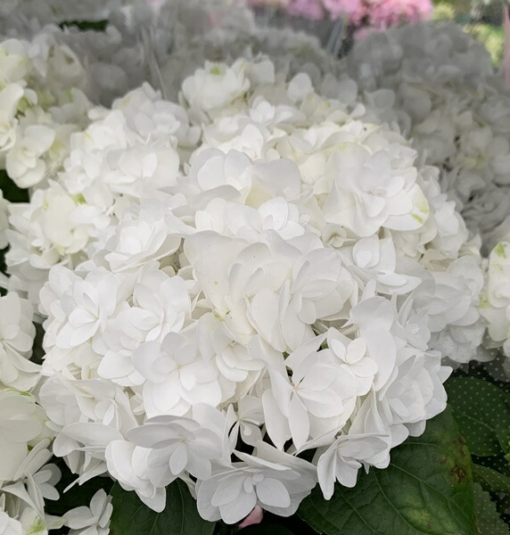 楽天市場】【屋外管理苗】アジサイ（紫陽花・あじさい）美雲（ミクモ