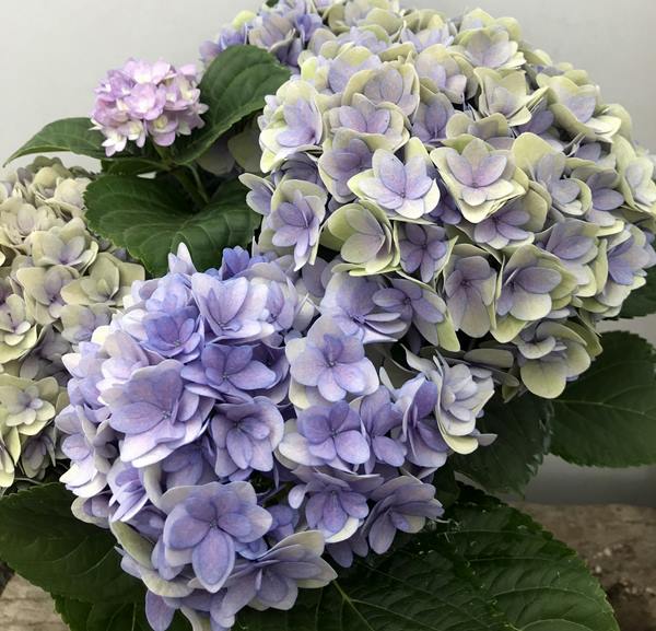 楽天市場 秋色 アジサイ あじさい 紫陽花 フェリナ パープル系 4号鉢苗 年入荷株 千草園芸 楽天市場 秋色 アジサイ あじさい 紫陽花 フェリナ パープル系 4号鉢苗 年入荷株 千草園芸