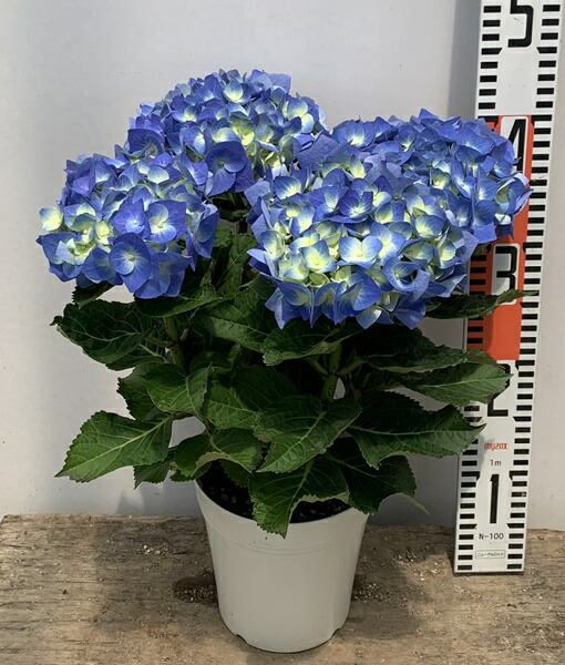楽天市場 花終わり アジサイ 紫陽花 あじさい ハワイアンブルー 6号苗 21年入荷株 千草園芸