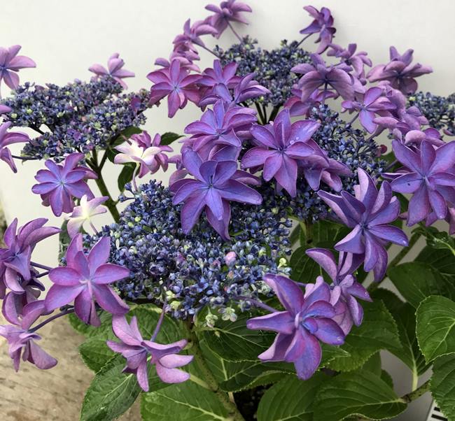 人気が高い ご予約 貴重 珍しい黒紫の紫陽花苗 特売