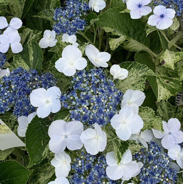千草園芸 21年入荷株 開花株 非常に希少な特徴のあるフイリアジサイ 斑入りアジサイ 初霜 ハツシモ 特大株 10号鉢植え 花 観葉植物 現品発送