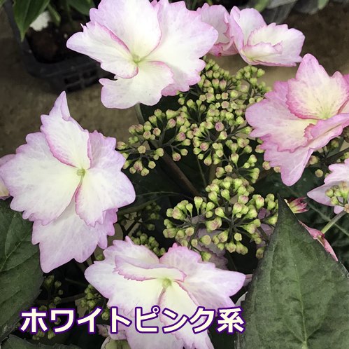 楽天市場 花終わり アジサイ 紫陽花 あじさい ハルカゼノマーチ 5号鉢 21年入荷株 千草園芸