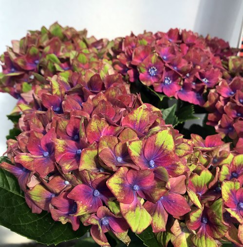 楽天市場 花終わり アジサイ 紫陽花 シュロスバッカーバルト 5号苗 21年入荷株 千草園芸