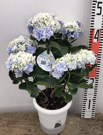 楽天市場 花傷み アジサイ 紫陽花 あじさい 銀河 ギンガ 5号 Mサイズ 21年入荷株 千草園芸