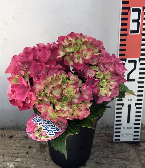 楽天市場 開花株 アジサイ 紫陽花 あじさい シティーラインパリ 4号ポット苗 21年入荷株 千草園芸