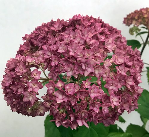 楽天市場 花終わり ピンクのアジサイ 紫陽花 あじさい ピンクアナベル ベラアナ 5号鉢植え 21年入荷株 千草園芸