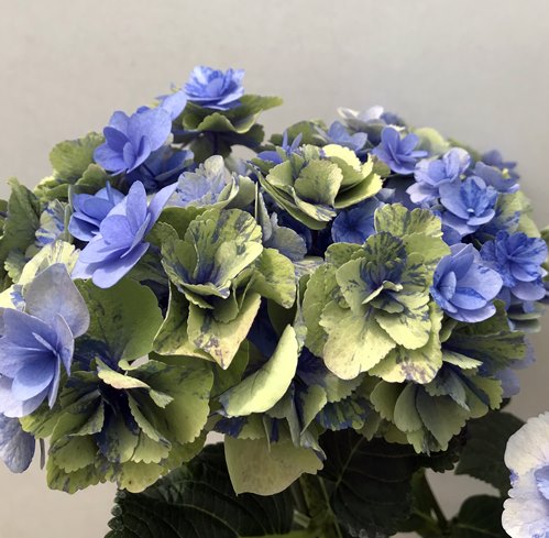 楽天市場 花傷み 秋色 アンティークカラー アジサイ 紫陽花 あじさい フェアリーマーブル ブルー 5号鉢苗 21年入荷株 千草園芸 楽天市場 花傷み 秋色 アンティークカラー アジサイ 紫陽花 あじさい フェアリーマーブル ブルー 5号鉢苗 21年入荷株 千草園芸