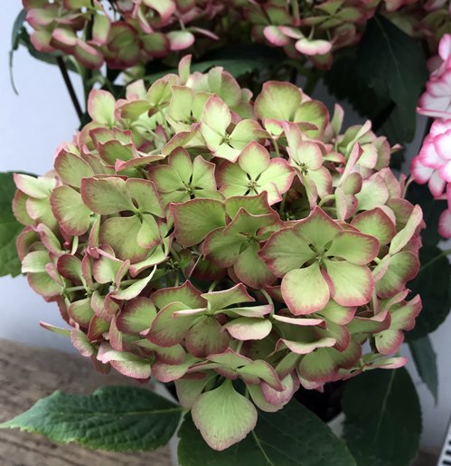楽天市場 開花株 ノリウツギ ボブシェル Bomb Shell 6号セラアート鉢植え 22年入荷株 千草園芸