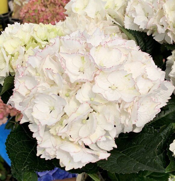 1320円 珍しい アジサイ 紫陽花 あじさい マジカル クレオパトラ 6号苗