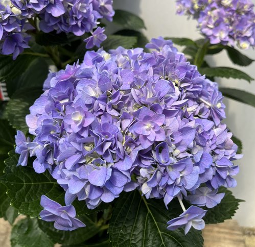 楽天市場】【予約品】【開花株】アジサイ 三河千鳥 楽天市場】【予約品】【開花株】アジサイ 三河千鳥