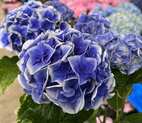 楽天市場 開花株 ノリウツギ ボブシェル Bomb Shell 6号セラアート鉢植え 22年入荷株 千草園芸