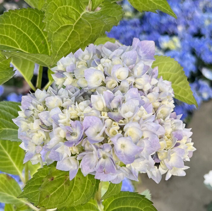 最大55 Offクーポン アジサイ 紫陽花 あじさい 瑞樹の星空 ミズキノホシゾラ 6号苗 F08 Fucoa Cl 最大55 Offクーポン アジサイ 紫陽花 あじさい 瑞樹の星空 ミズキノホシゾラ 6号苗 F08 Fucoa Cl