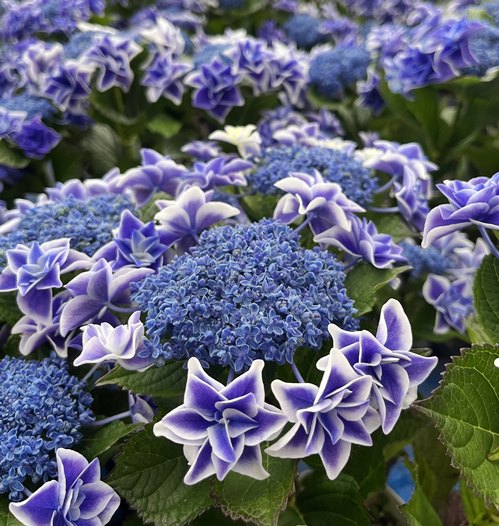 市場 花終わり 龍翔鳳舞 紫陽花 あじさい アジサイ