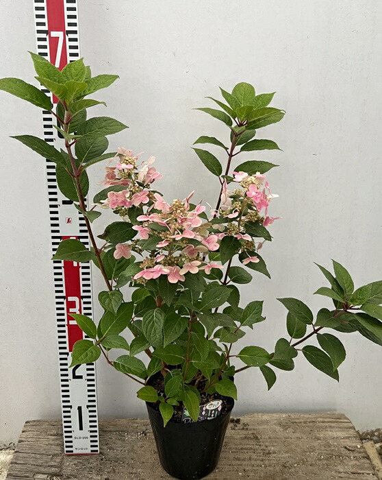 楽天市場 開花株 ノリウツギ ボブシェル Bomb Shell 6号セラアート鉢植え 22年入荷株 千草園芸