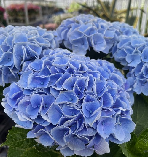 楽天市場】【開花株】アジサイ シュガーホワイト 5号鉢植え【25